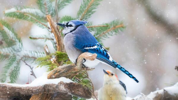 bluebird in tree in winter